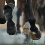 Understanding The Different Races Before Choosing Your Horse Racing Tips In 2022