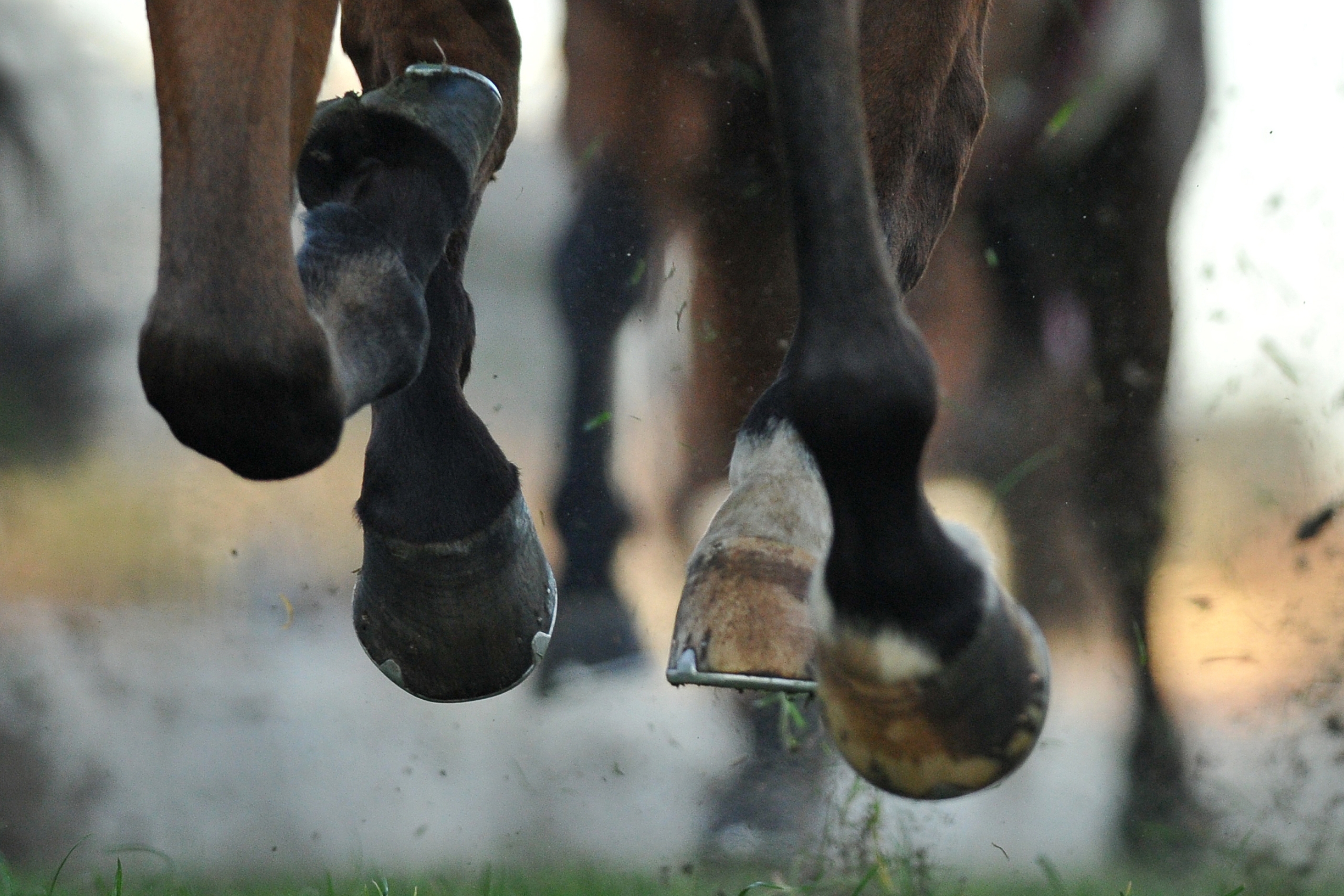 Understanding The Different Races Before Choosing Your Horse Racing Tips In 2022