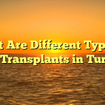 What Are Different Types of Hair Transplants in Turkey?